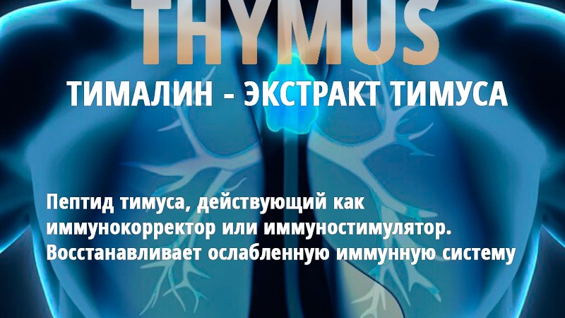 thymalin banner large rus