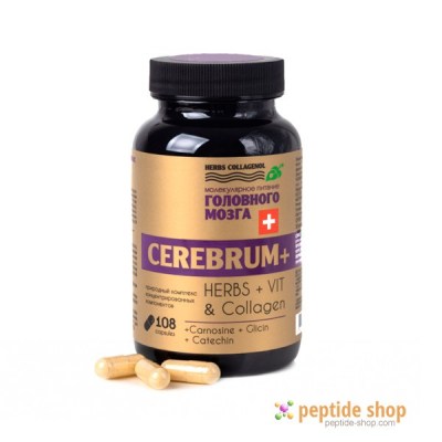 cerebrum